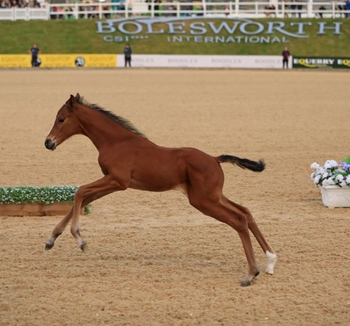 Bolesworth 2019 Elite Auctions